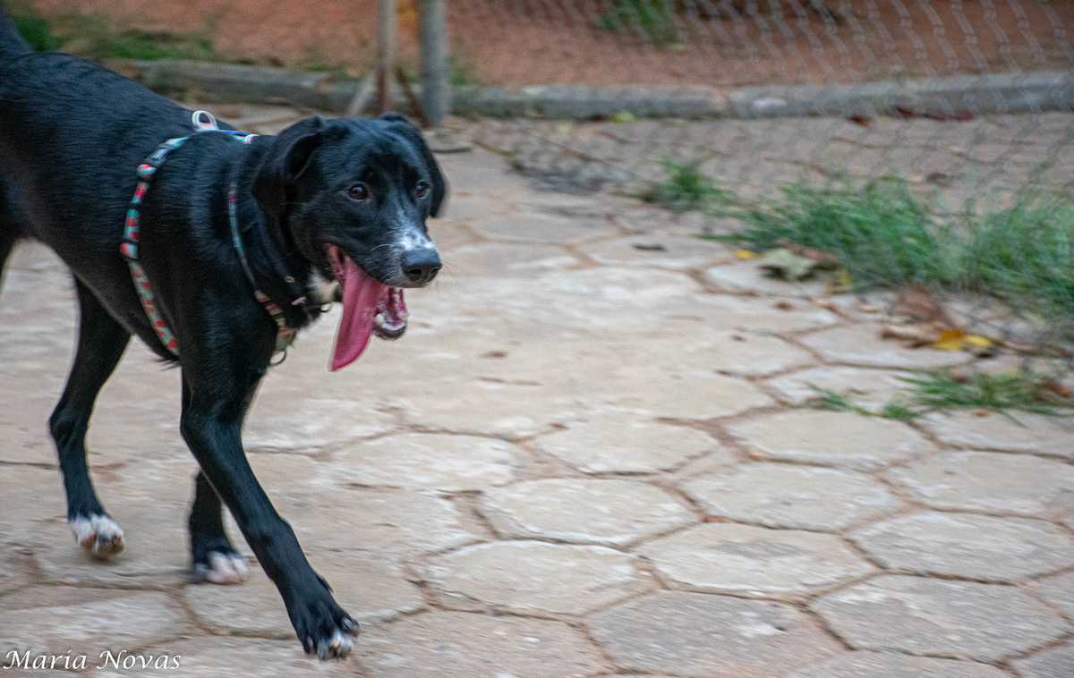 Ensaio Pet - Zazá e Lelê 
