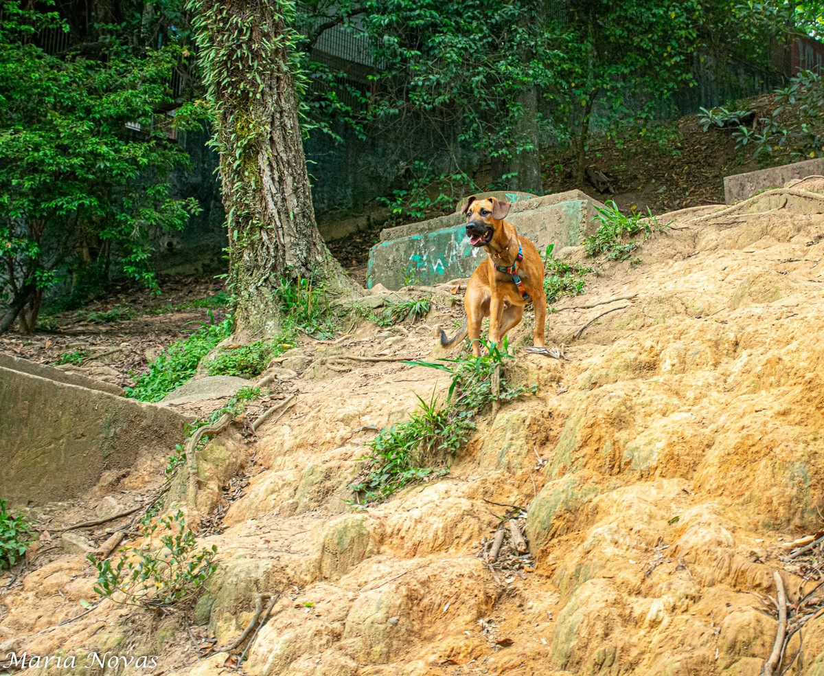 Ensaio Pet - Zazá e Lelê 