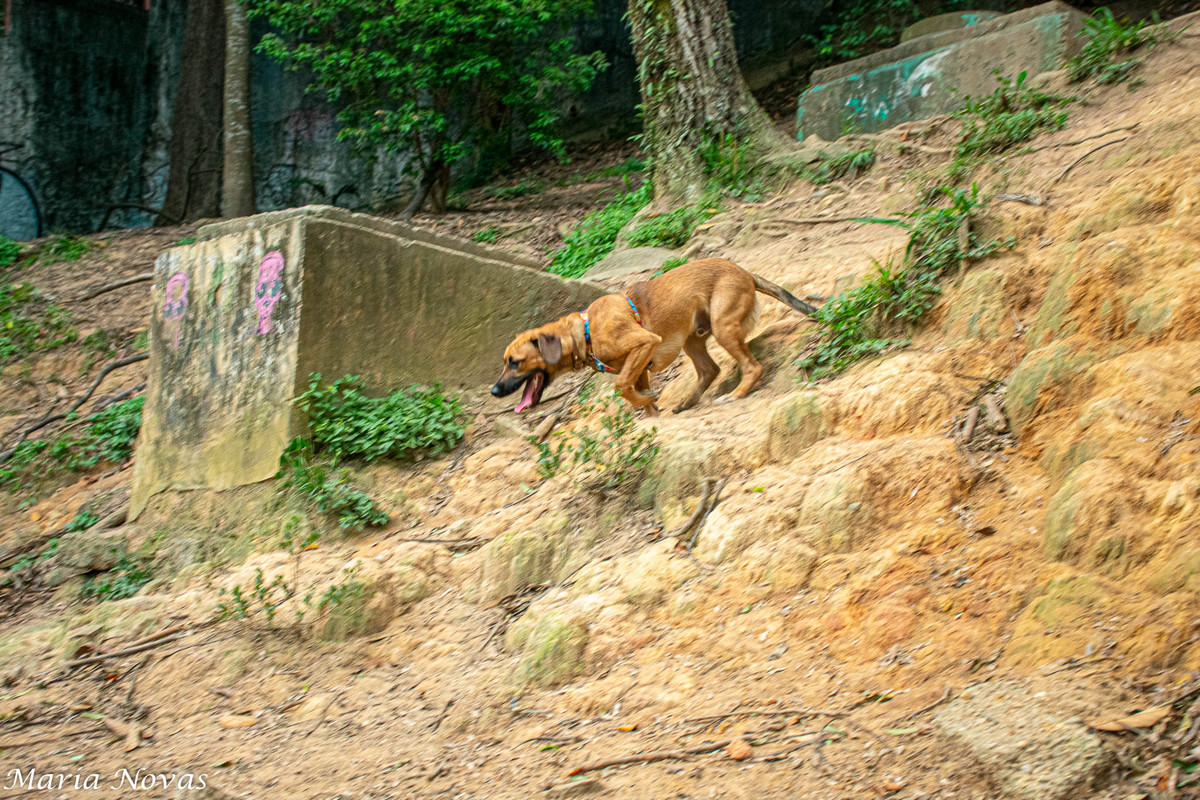 Ensaio Pet - Zazá e Lelê 