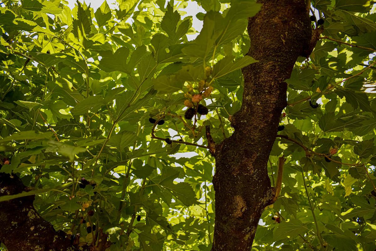 Paisagem do interior de São Paulo