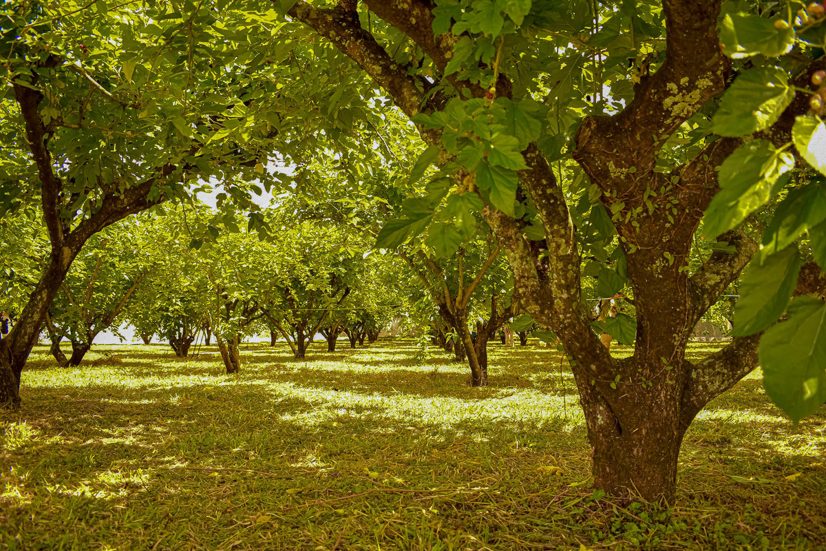 Paisagem do interior de São Paulo