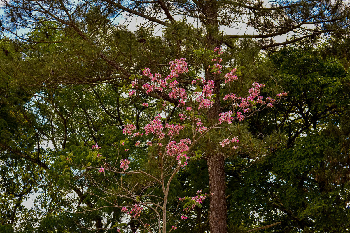 Paisagem do interior de São Paulo
