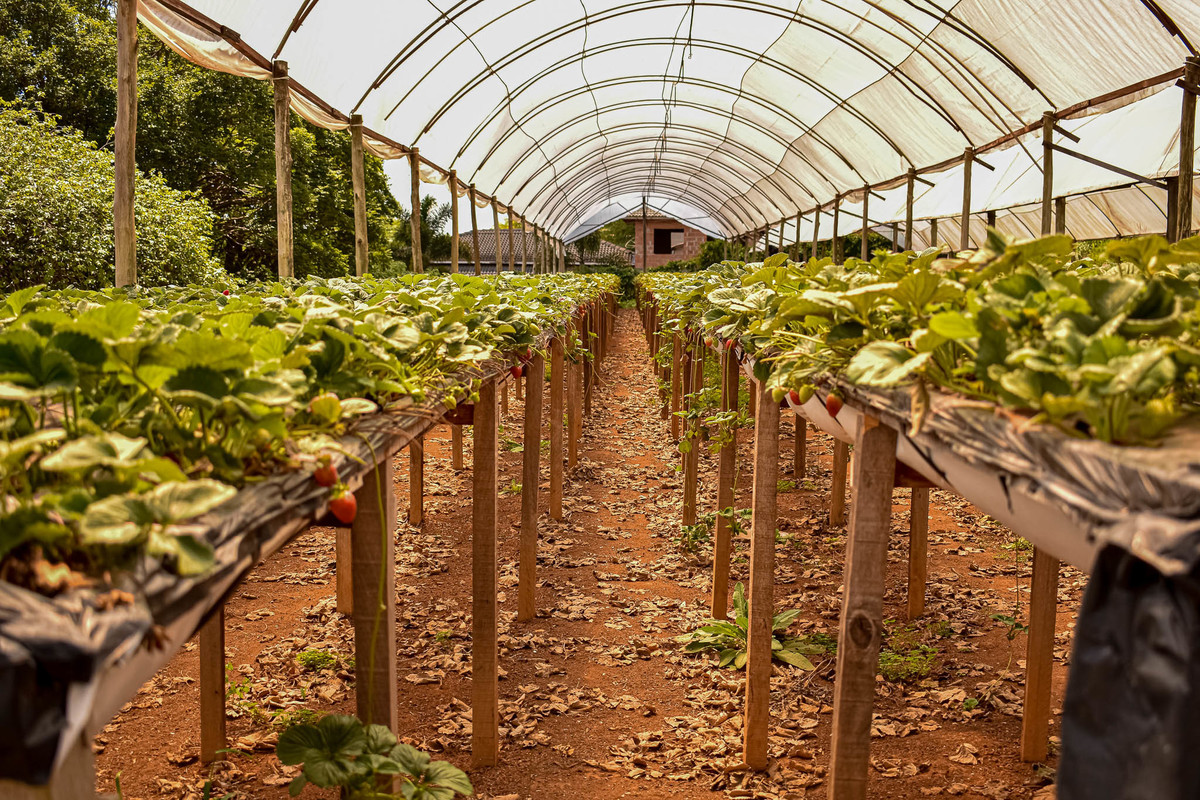 Paisagem do interior de São Paulo