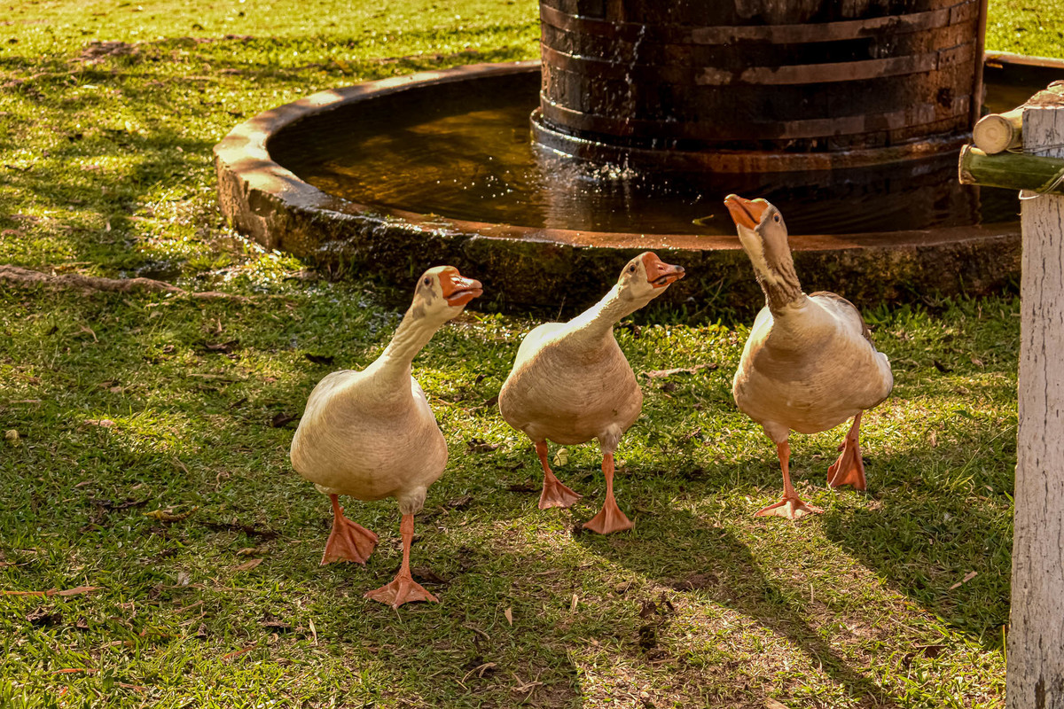 Paisagem do interior de São Paulo