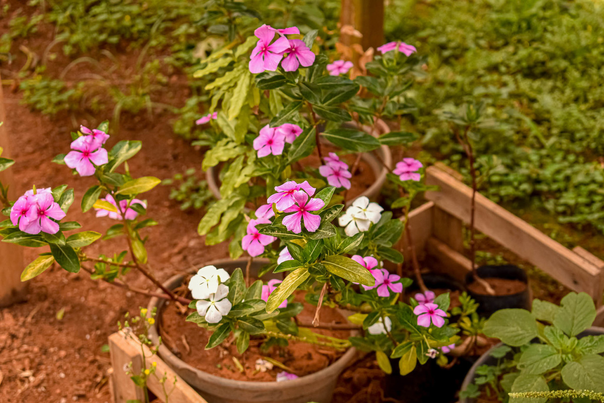 Paisagem do interior de São Paulo