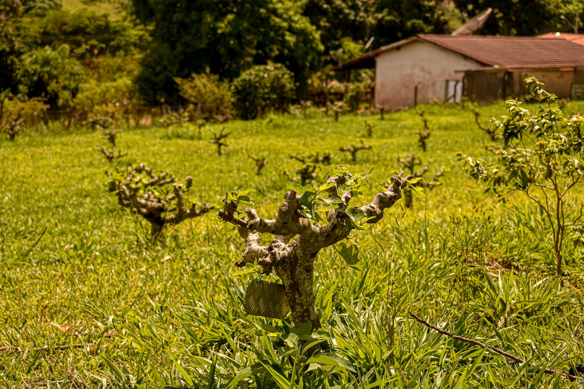 Paisagem do interior de São Paulo