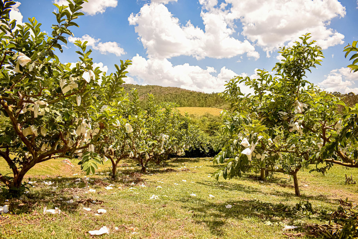 Paisagem do interior de São Paulo
