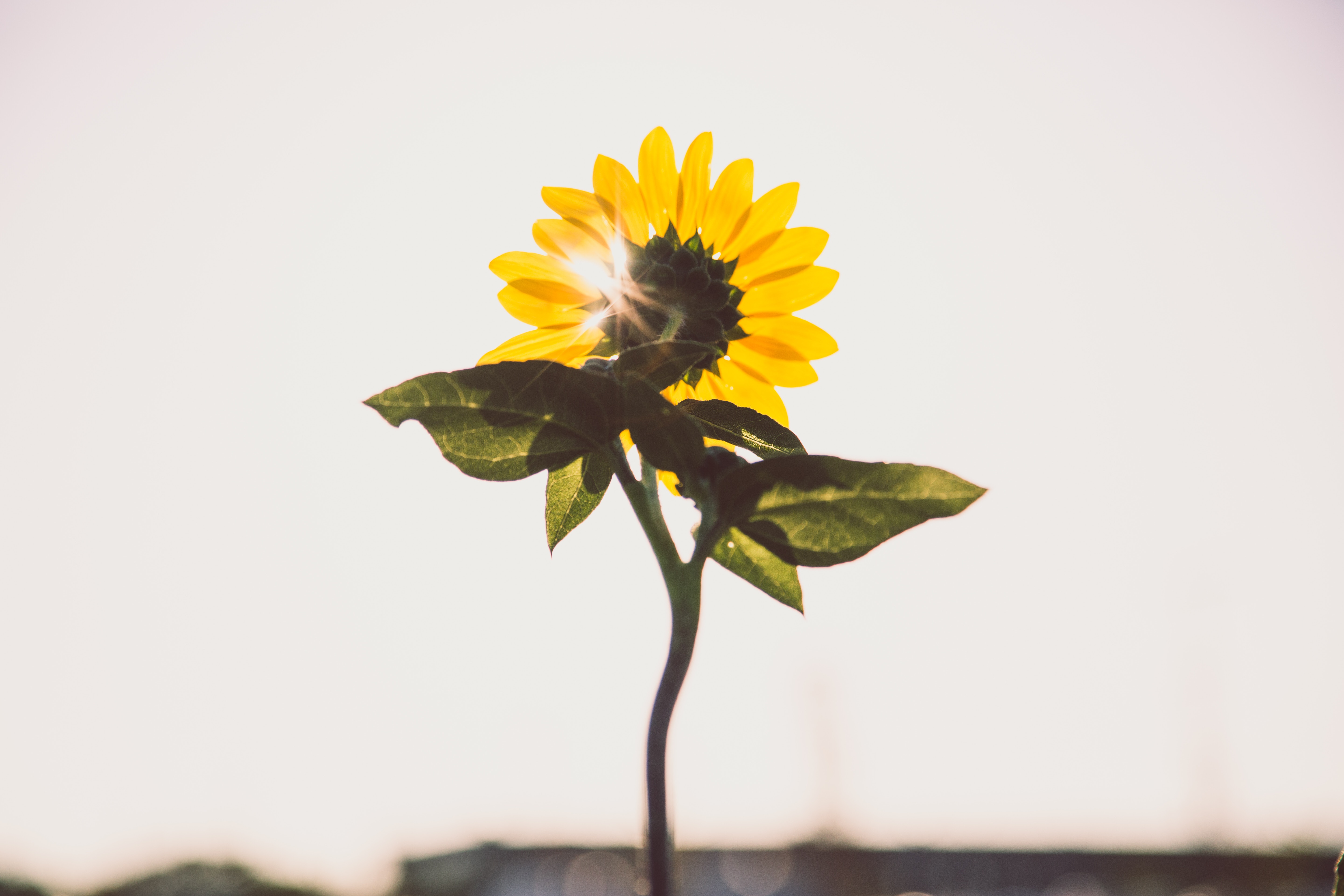 Sobre Um Girassol - Fotografia com sentimento