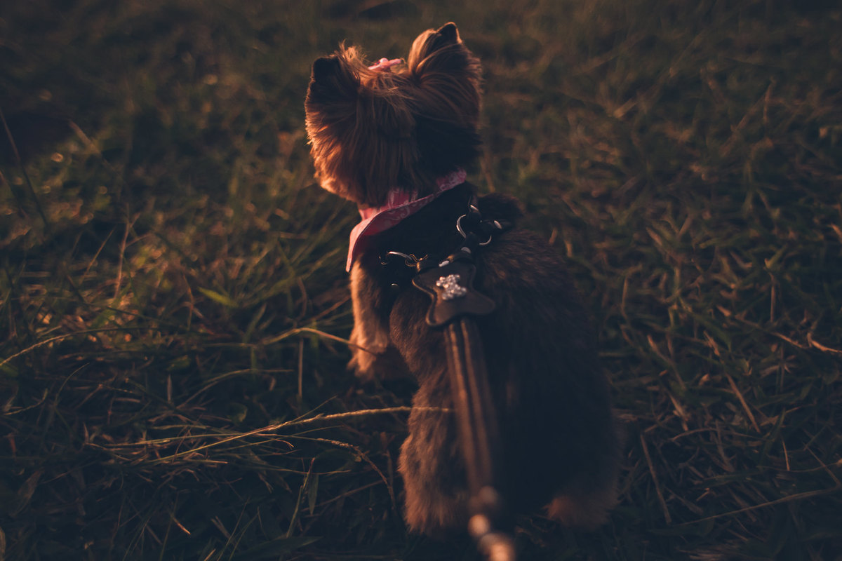 Ensaio Fotografico - Pré Wedding
Pico do Olho D`água
Fotografia Luiz Mazinho