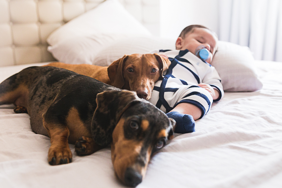 ensaio em casa, ensaio pet, newborn, natural, lifestyle, recém nascido, 90 dias, dachshund, filhote, ensaio fotográfico, ensaio de família, sessão de fotos