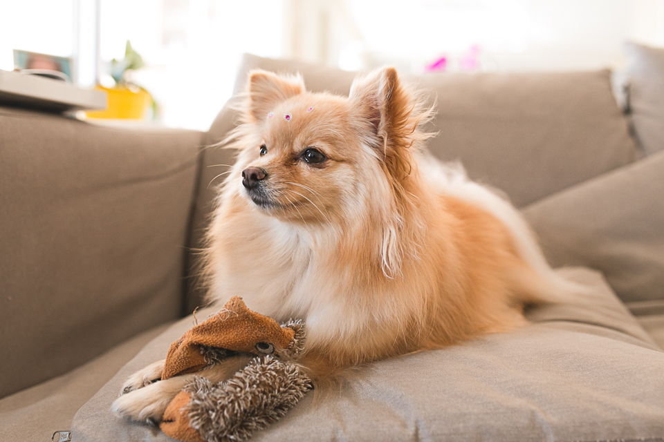 pet, spitz alemão, cadelinha, Lola, Pinheiros