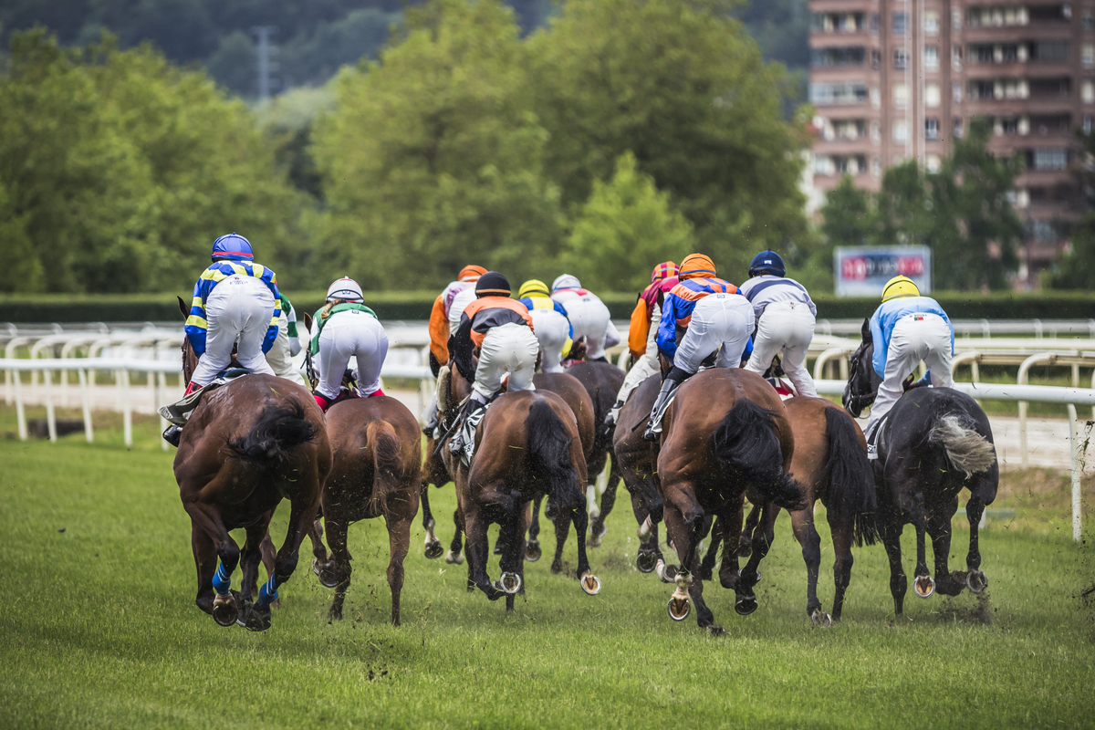 Corridas/carloshernani/photography/golega 