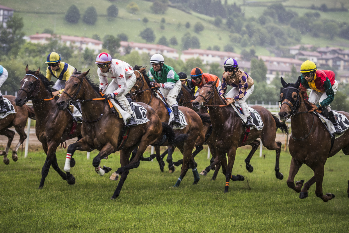 Corridas/carloshernani/photography/golega 