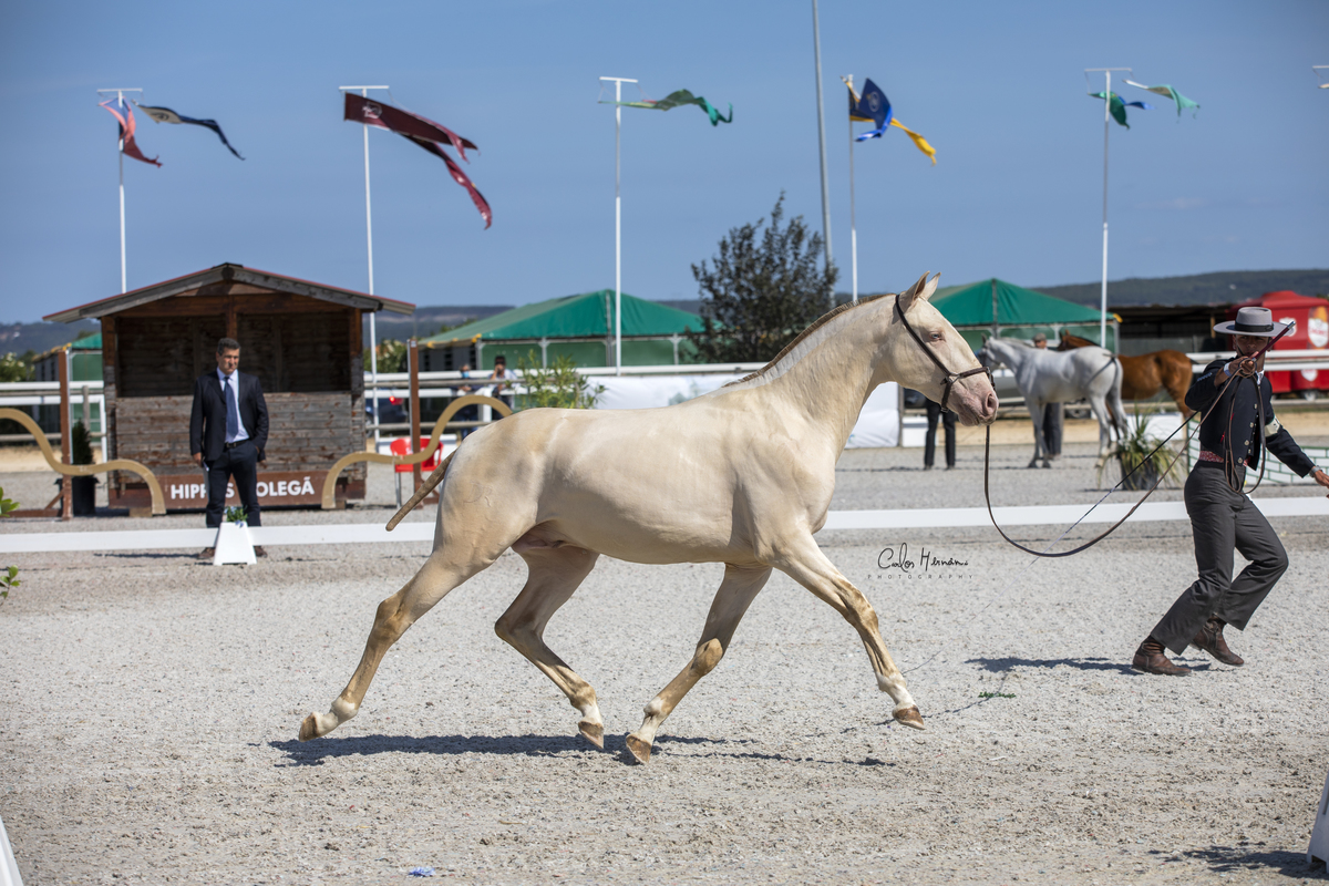 drlusitanos_poldros/carloshernani/photography/golega