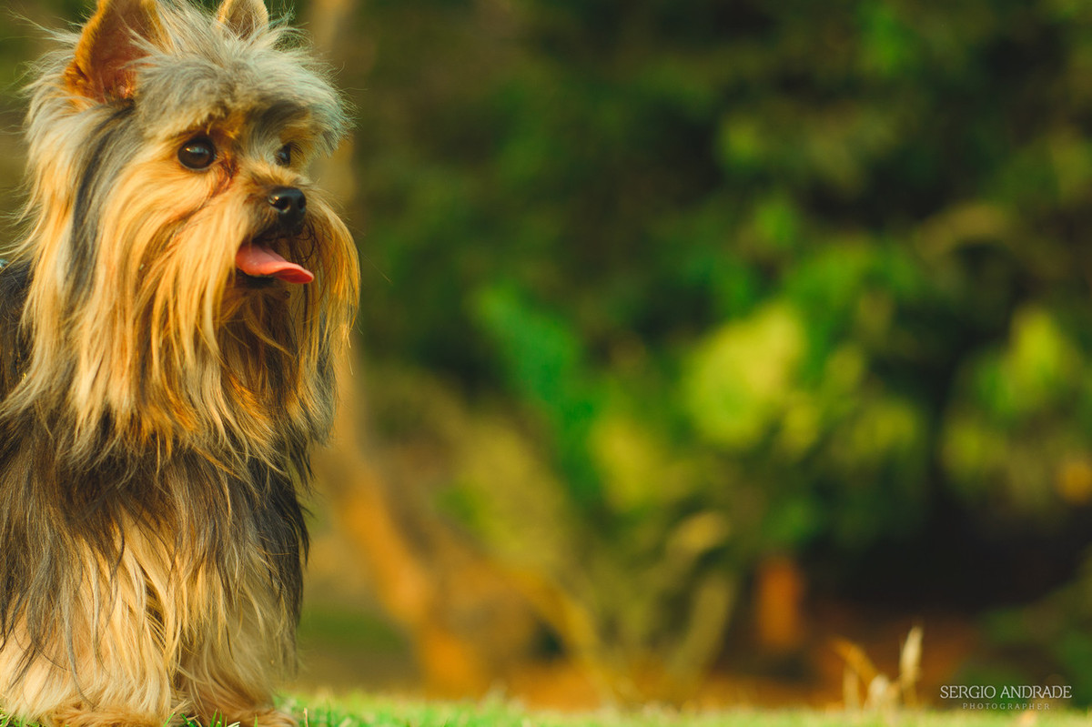 Amanda + Luiz Henrique e Ana Julia a espera de Alice