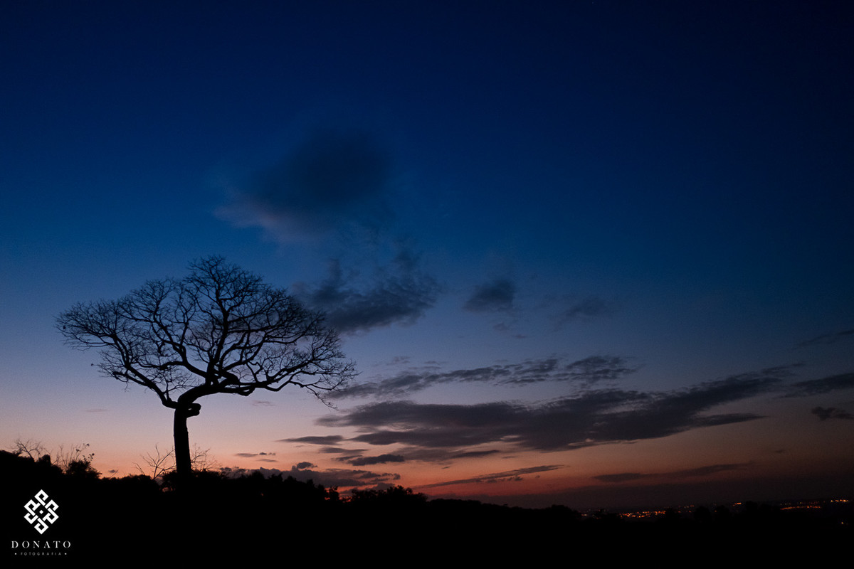 Imagem do por do sol com uma arvore linda.