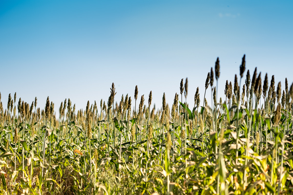 Paisagem em Holambra