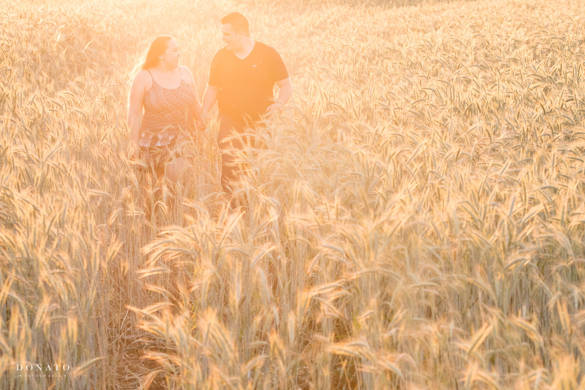 foto final de tarde no trigo em Holambra