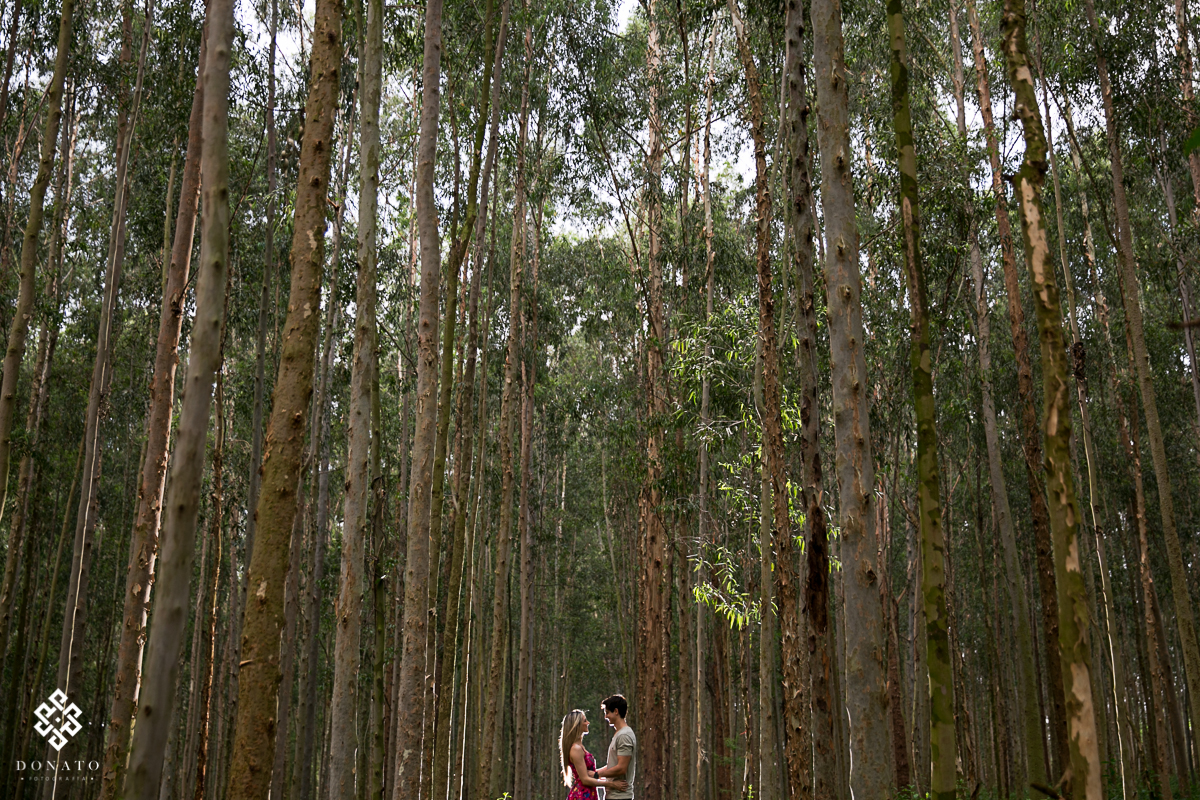 Noivos pequenos ao fundo, entre eucaliptos gigantes.