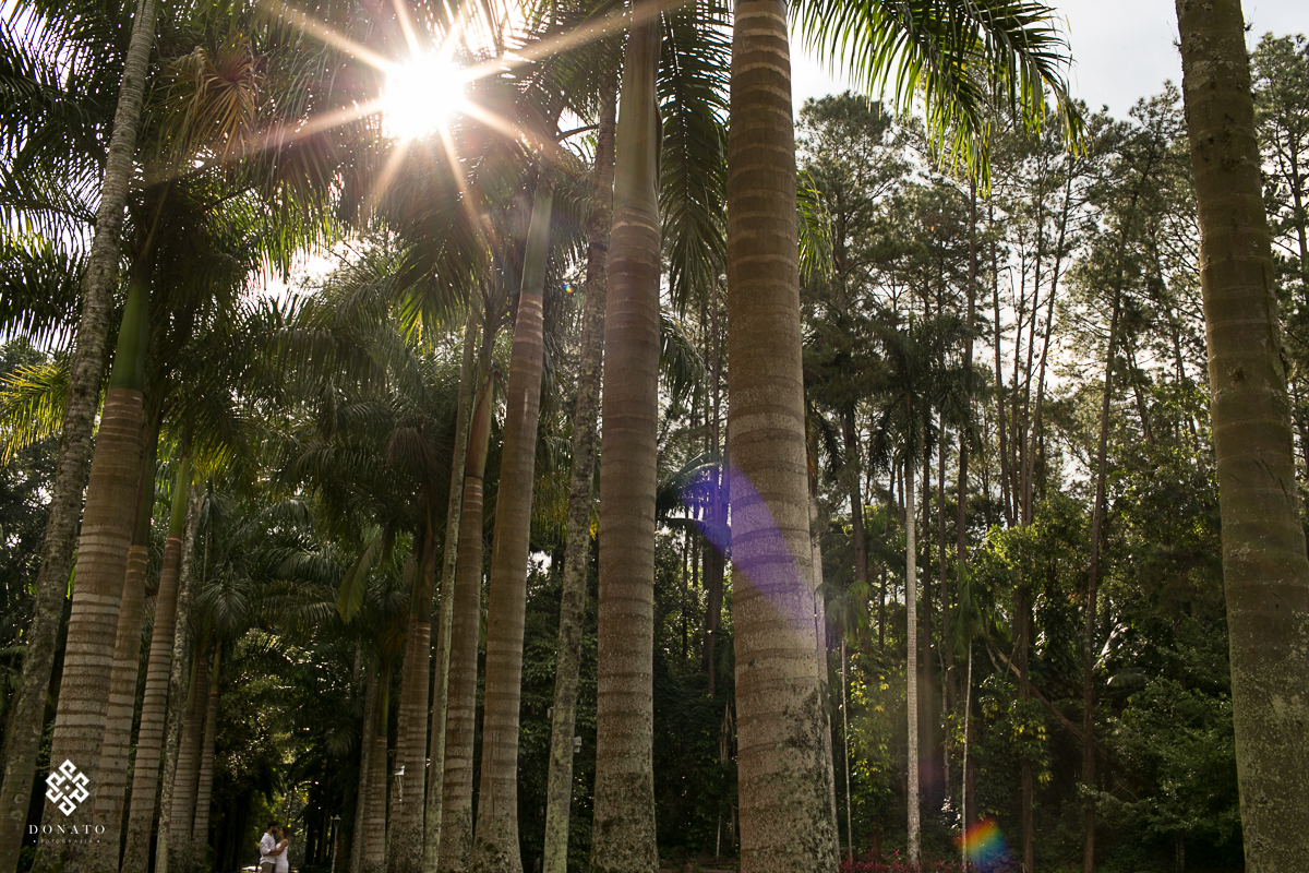entrada da fazenda 7 lagoas, com seus lindo coqueiros gigantes, e os noivos nesta entrada.