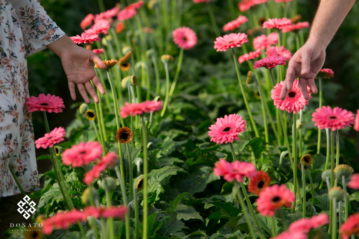 Detalhes das mão passando pelo campo de lindas margaridas de cor rosa forte, os campos de margaridas são comuns em holambra-sp.