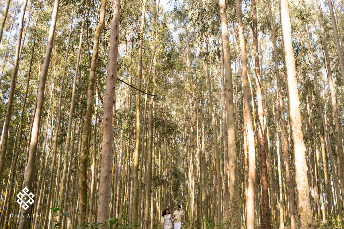 Casal caminha entre os eucaliptos gigantes, os noivos estão pequenos e distante nesta imagem.