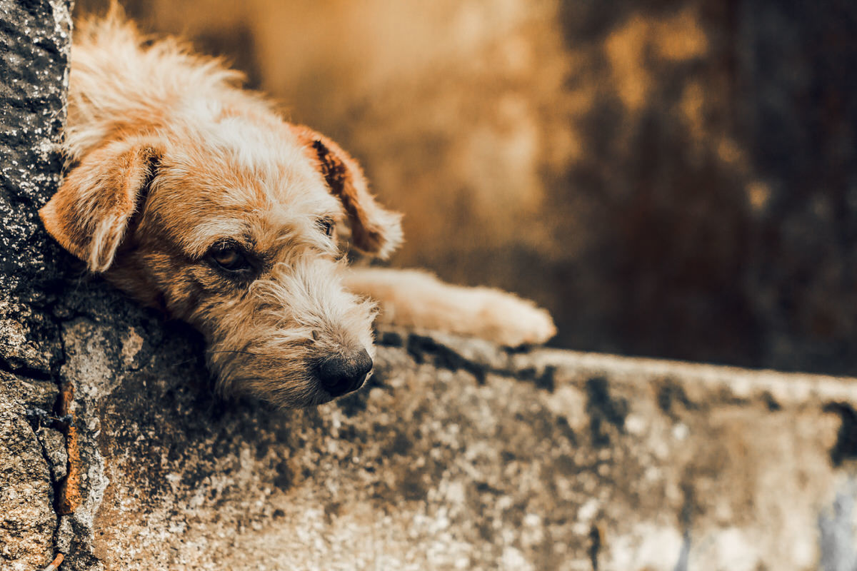 Jaja o cão bonzinho