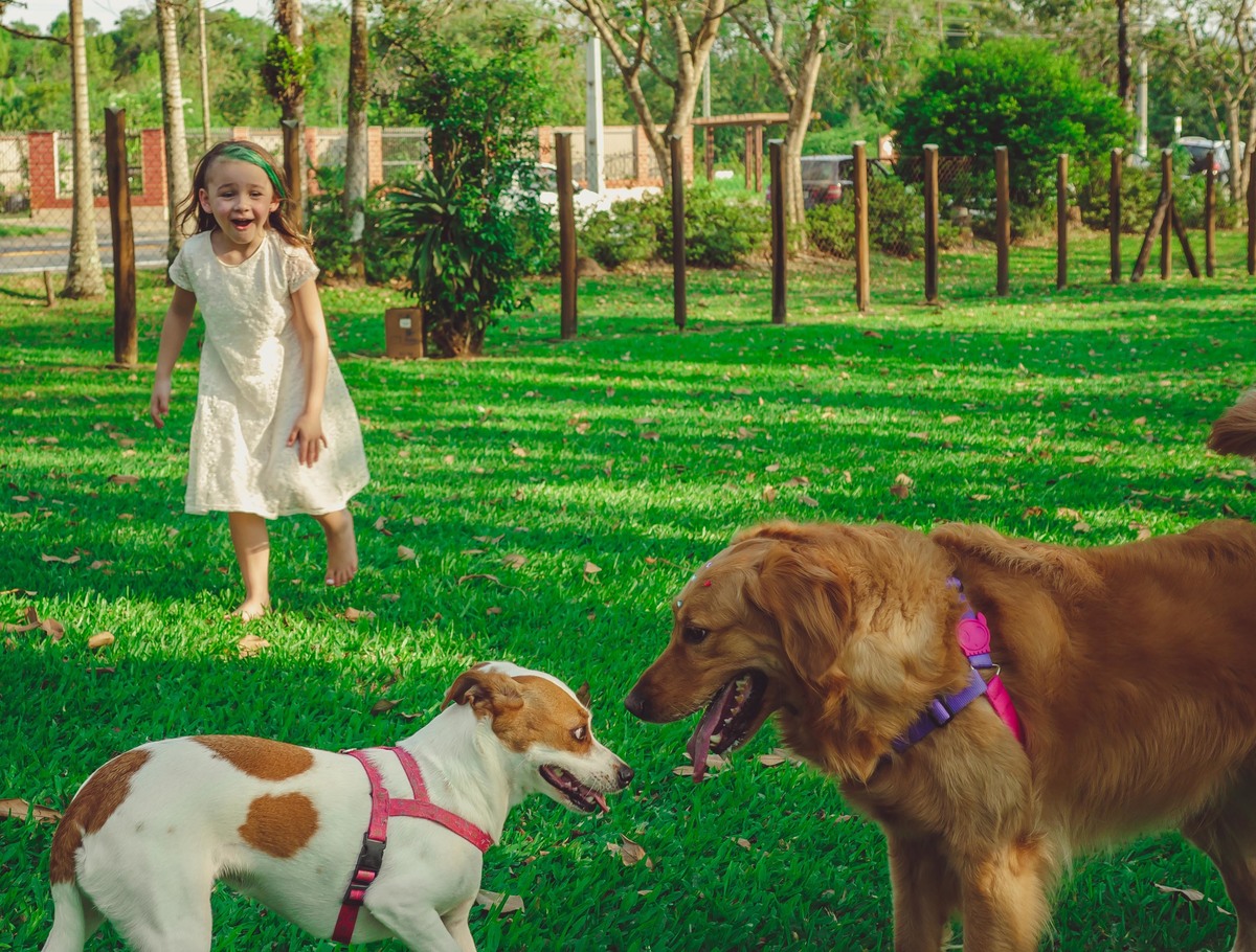 De onde saiu esses cachorros?