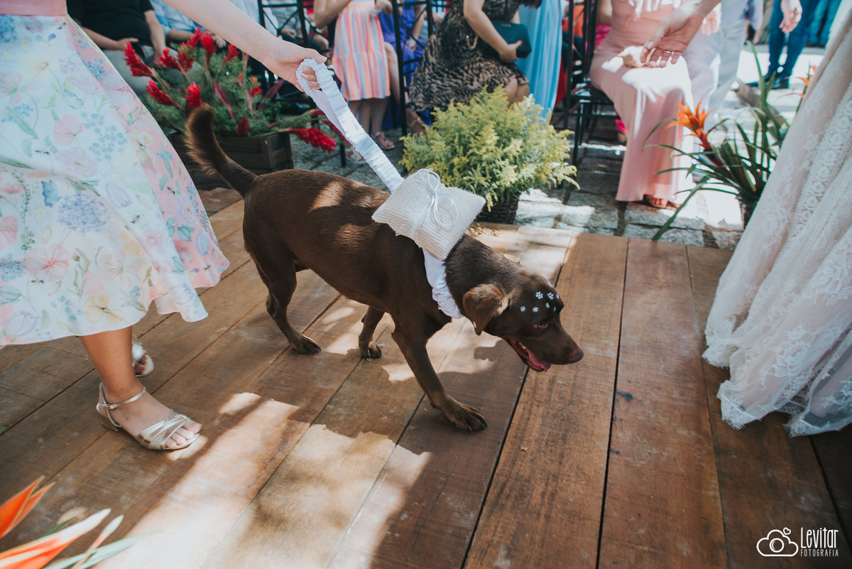 cachorro leva as alianças no casamento de seu dono