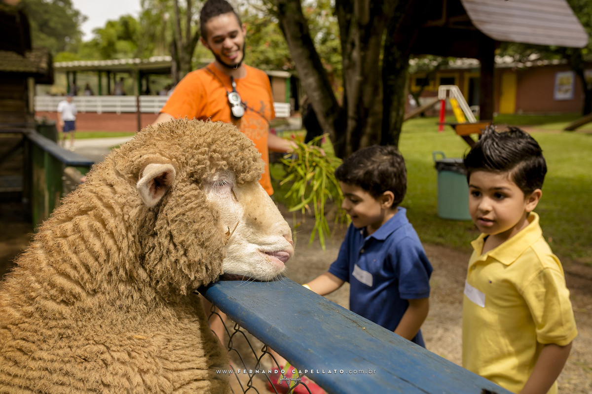 Aniversário infantil | Cia dos Bichos | 5 anos do Felipe