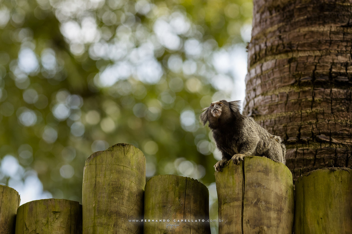 Aniversário infantil | Cia dos Bichos | 5 anos do Felipe