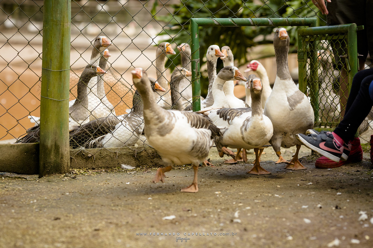 Aniversário infantil | Cia dos Bichos | 5 anos do Felipe