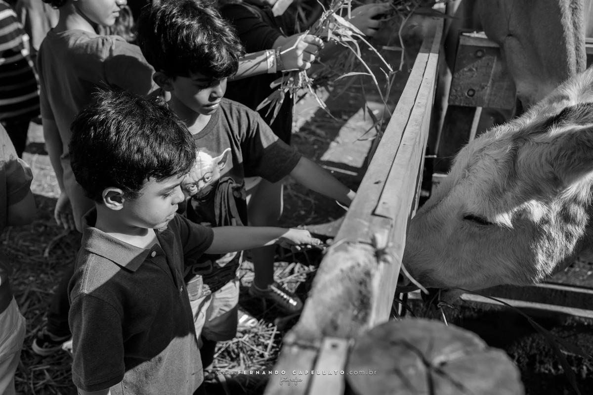 Aniversário infantil | Cia dos Bichos | 5 anos do Felipe