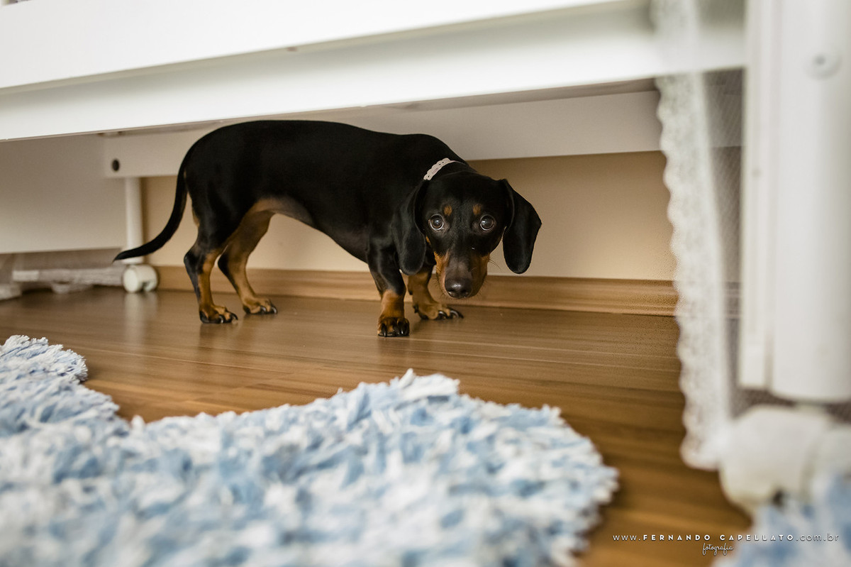 Ensaio de gestante | Jardim Botânico de São Paulo | Fabi e Marcos
