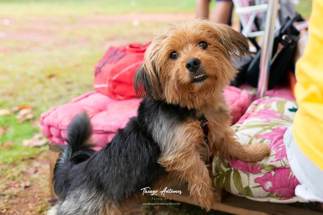 Festa da Alice de 2 ano - picnic pique nique - Lagoa Rodrigo de Freitas, Rio de Janeiro - Fotografo infantil Thiago Antunes em Rio de Janeiro