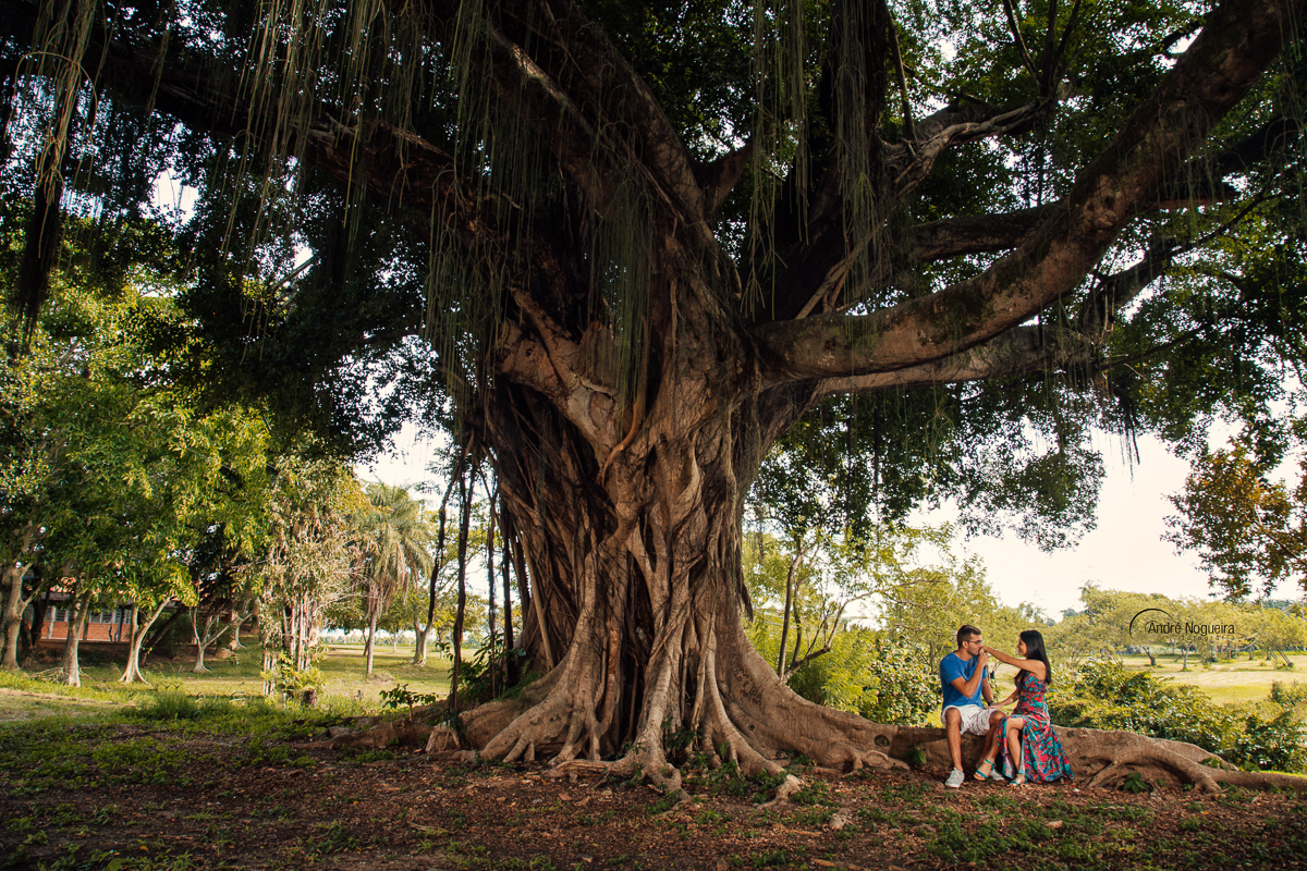 sentados em baixo de uma grande árvore e o noivo beijando a mão da noiva suavemente