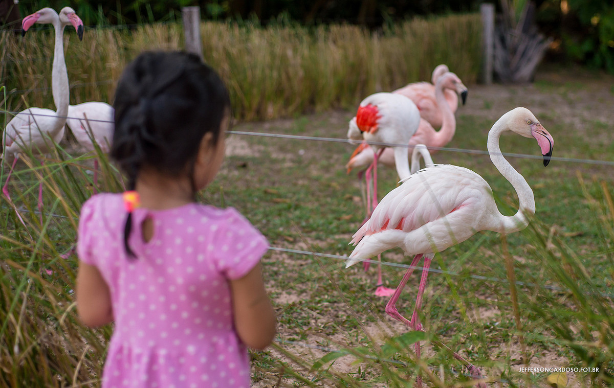 flamingos em belém