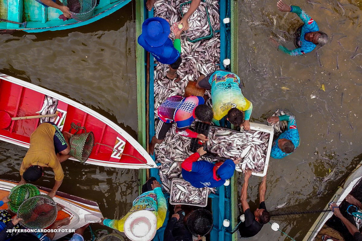 pesca do mapará na região de cametá pa - culinária da nossa cidade, fotos da cidade do baixo tocantins 