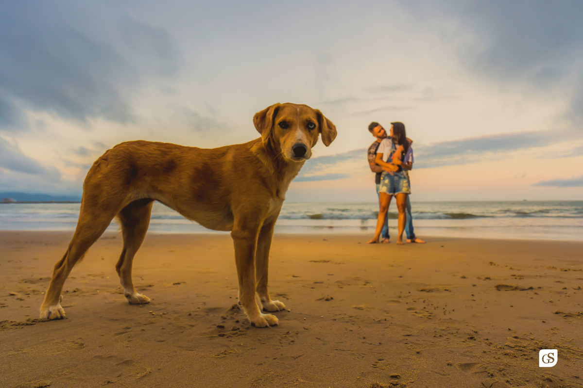 ensaio fotográfico de noivos na praia com cachorro pet de Itajai SC