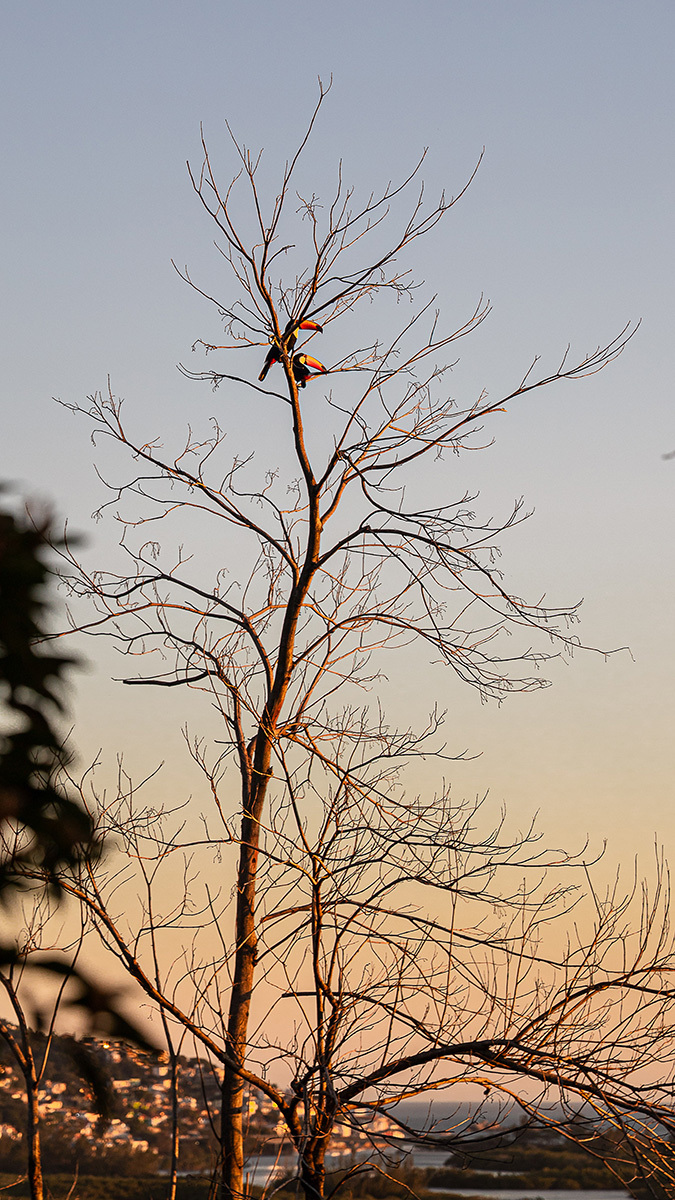 Dois tucanos pousados em uma árvore durante o ensaio gestante, um presente da natureza.