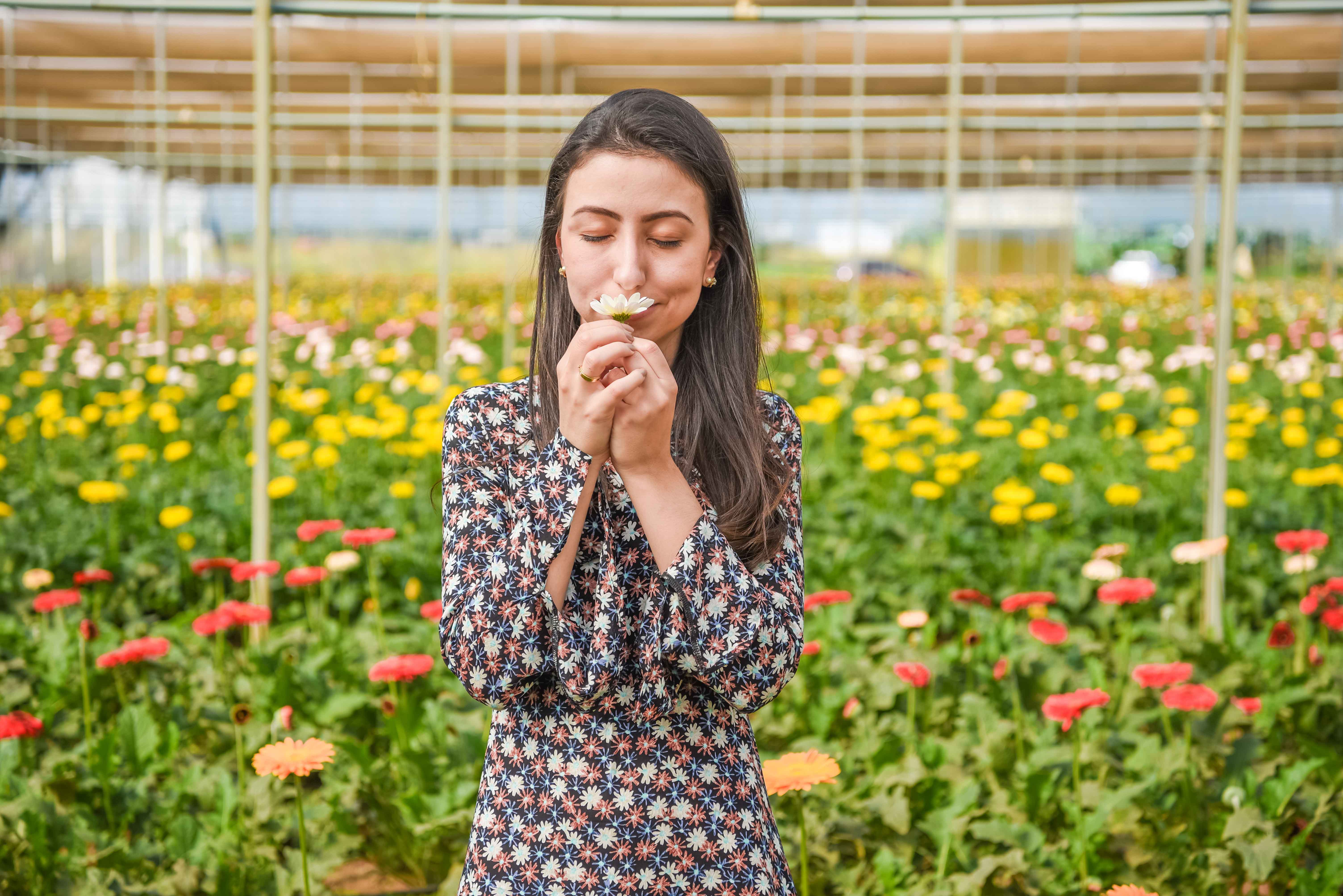 fernando-piccin-ensaio-casamento-holambra-daiane-alex-noivos-flores-girassol-fotografia-fotografo-eventos