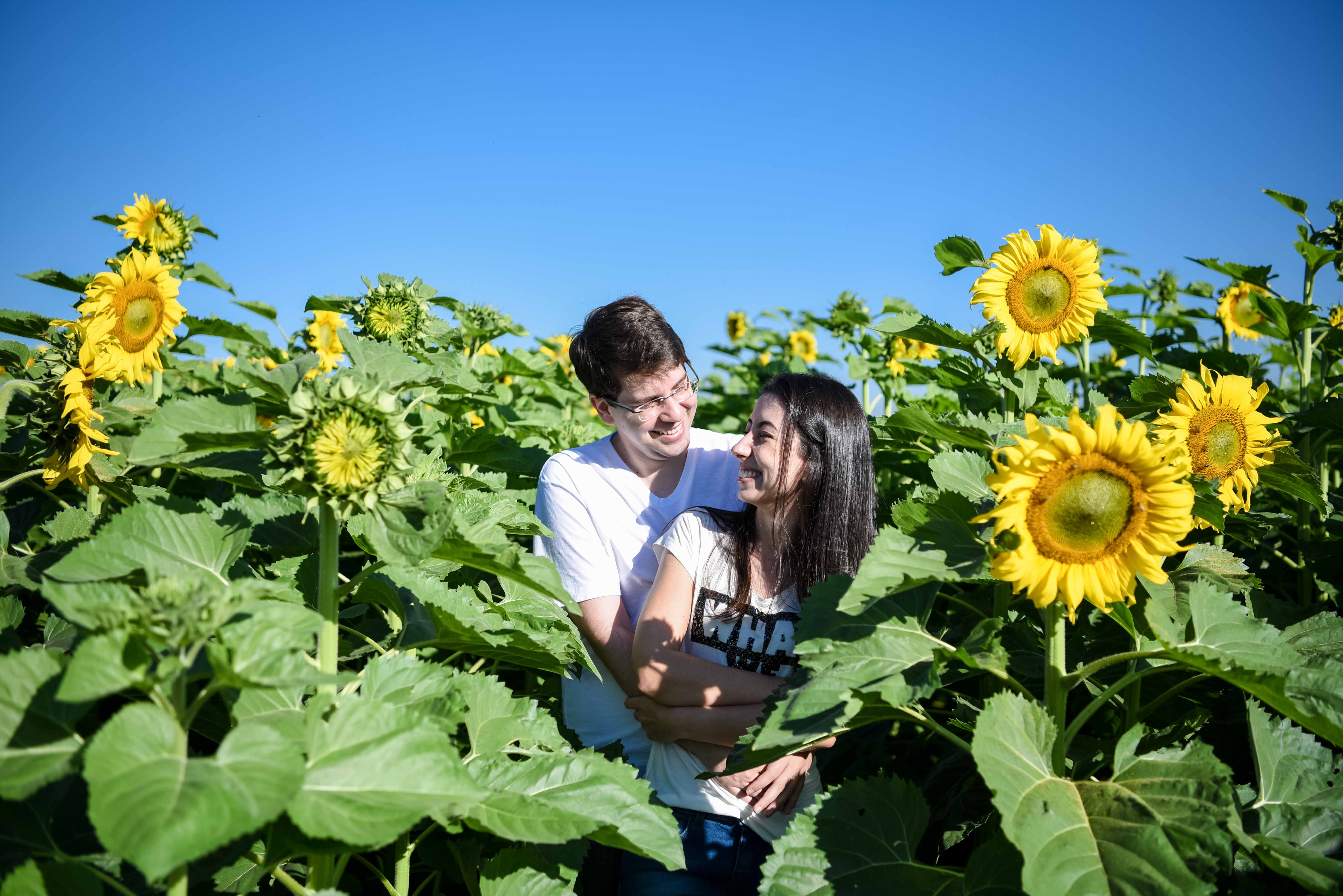 fernando-piccin-ensaio-casamento-holambra-daiane-alex-noivos-flores-girassol-fotografia-fotografo-eventos