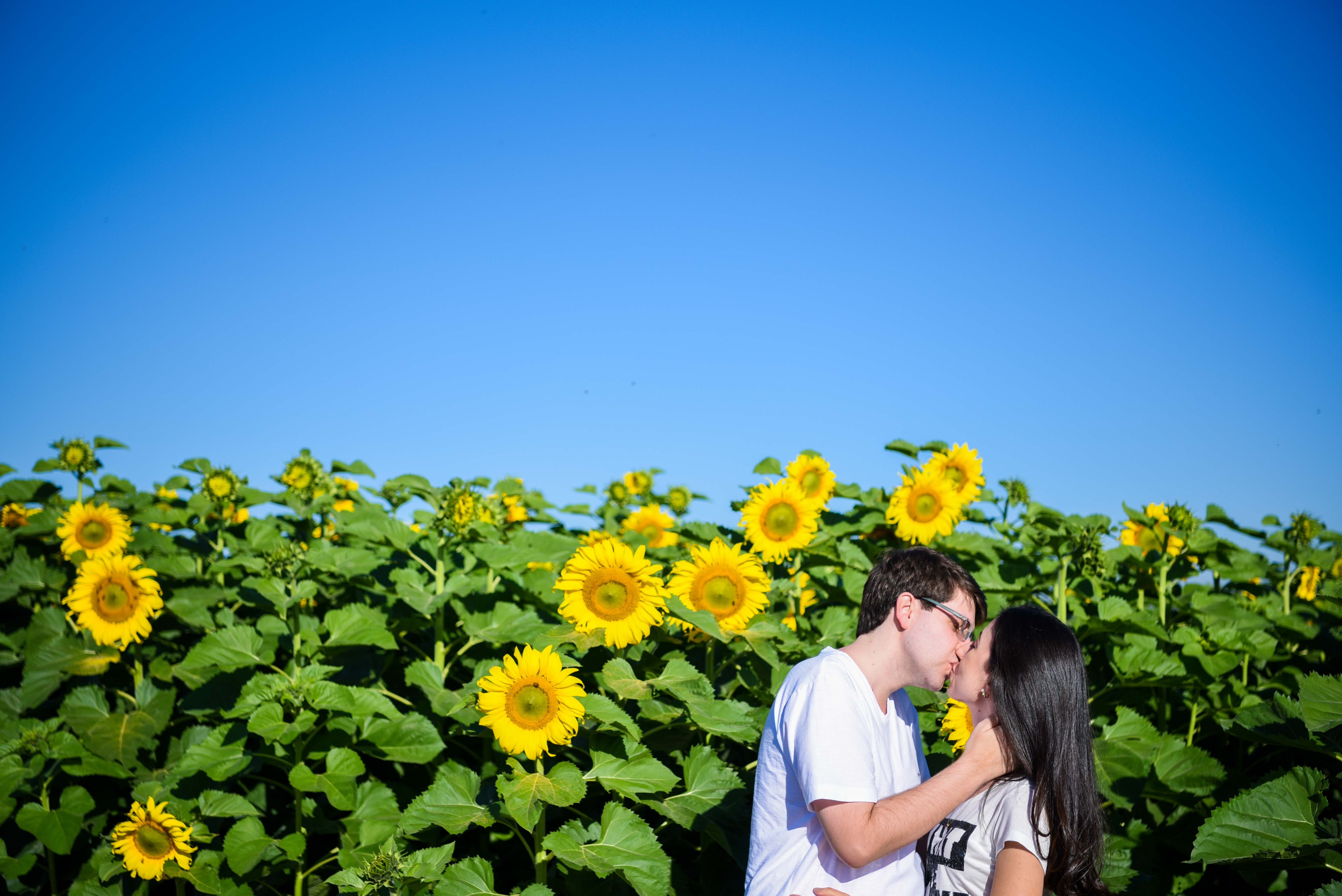 fernando-piccin-ensaio-casamento-holambra-daiane-alex-noivos-flores-girassol-fotografia-fotografo-eventos