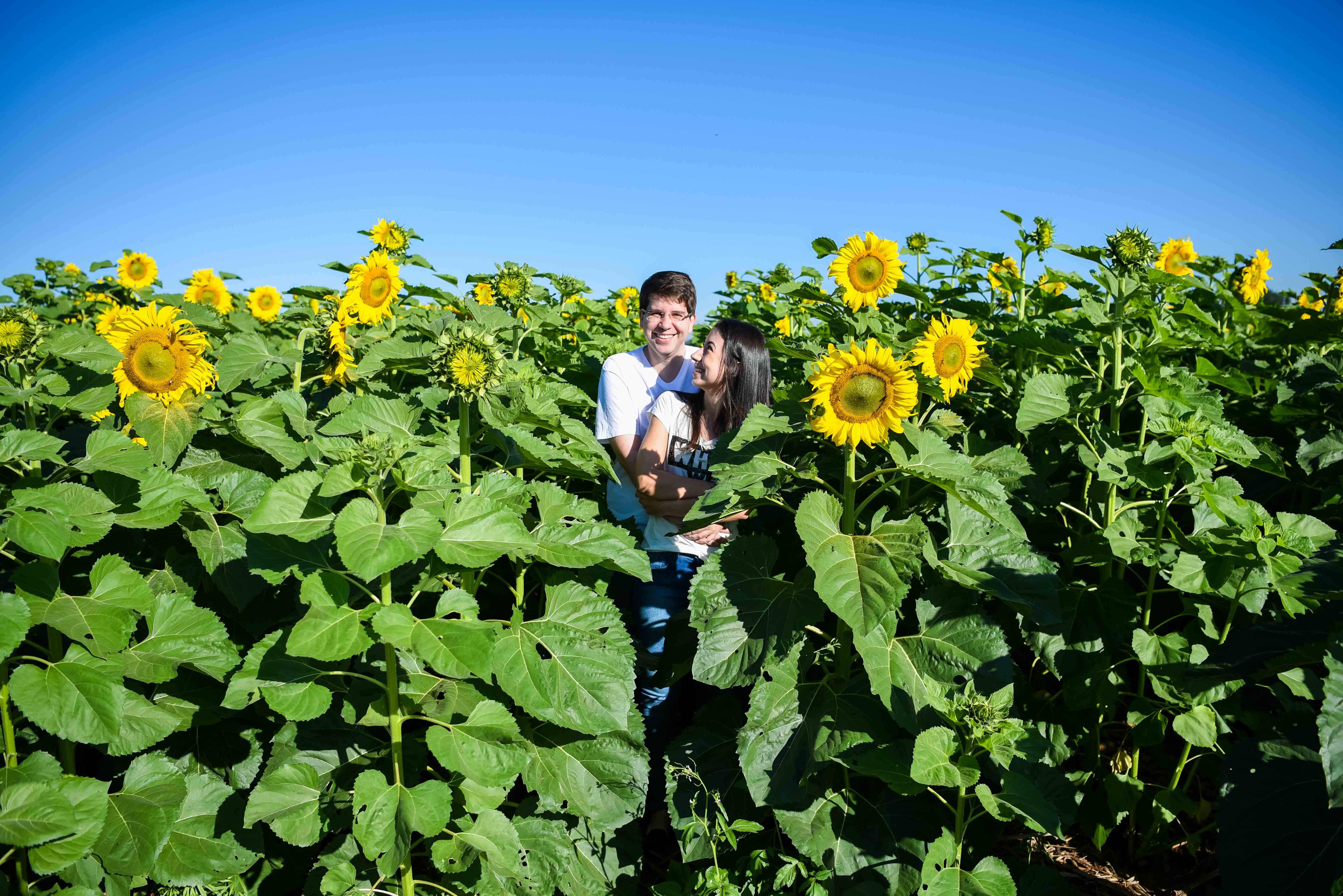 fernando-piccin-ensaio-casamento-holambra-daiane-alex-noivos-flores-girassol-fotografia-fotografo-eventos