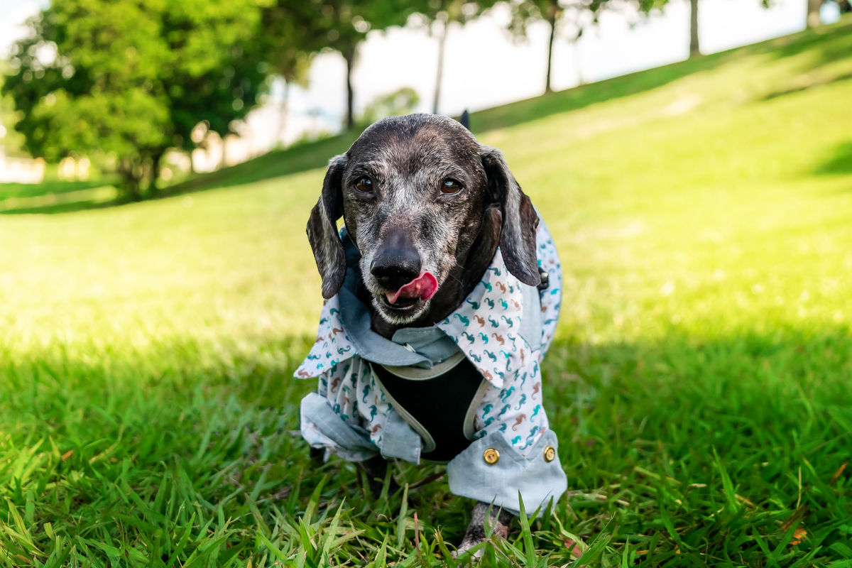 Ensaio Família na Quinta da Boa Vista, São Cristóvão - Rio de Janeiro (RJ) | Ensaio Pet | Ensaio de Família | Fotografo de Família Rio de Janeiro - RJ