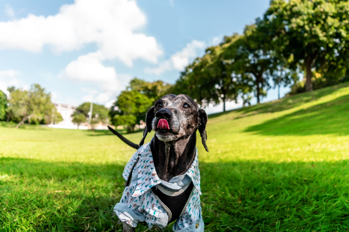 Ensaio Família na Quinta da Boa Vista, São Cristóvão - Rio de Janeiro (RJ) | Ensaio Pet | Ensaio de Família | Fotografo de Família Rio de Janeiro - RJ