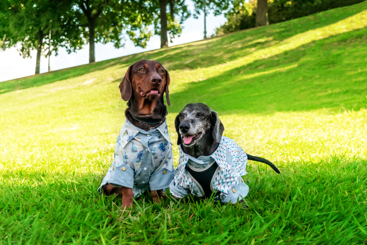 Ensaio Família na Quinta da Boa Vista, São Cristóvão - Rio de Janeiro (RJ) | Ensaio Pet | Ensaio de Família | Fotografo de Família Rio de Janeiro - RJ