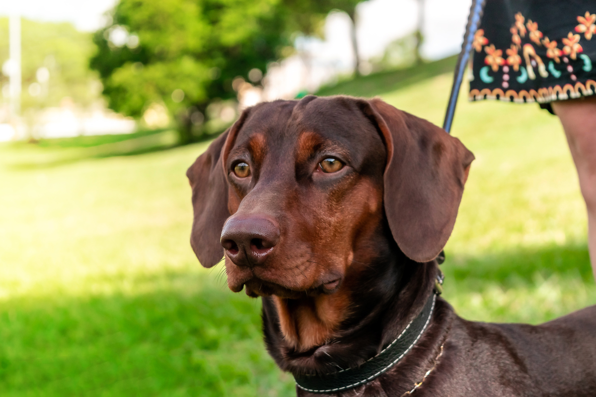 Ensaio Família na Quinta da Boa Vista, São Cristóvão - Rio de Janeiro (RJ) | Ensaio Pet | Ensaio de Família | Fotografo de Família Rio de Janeiro - RJ
