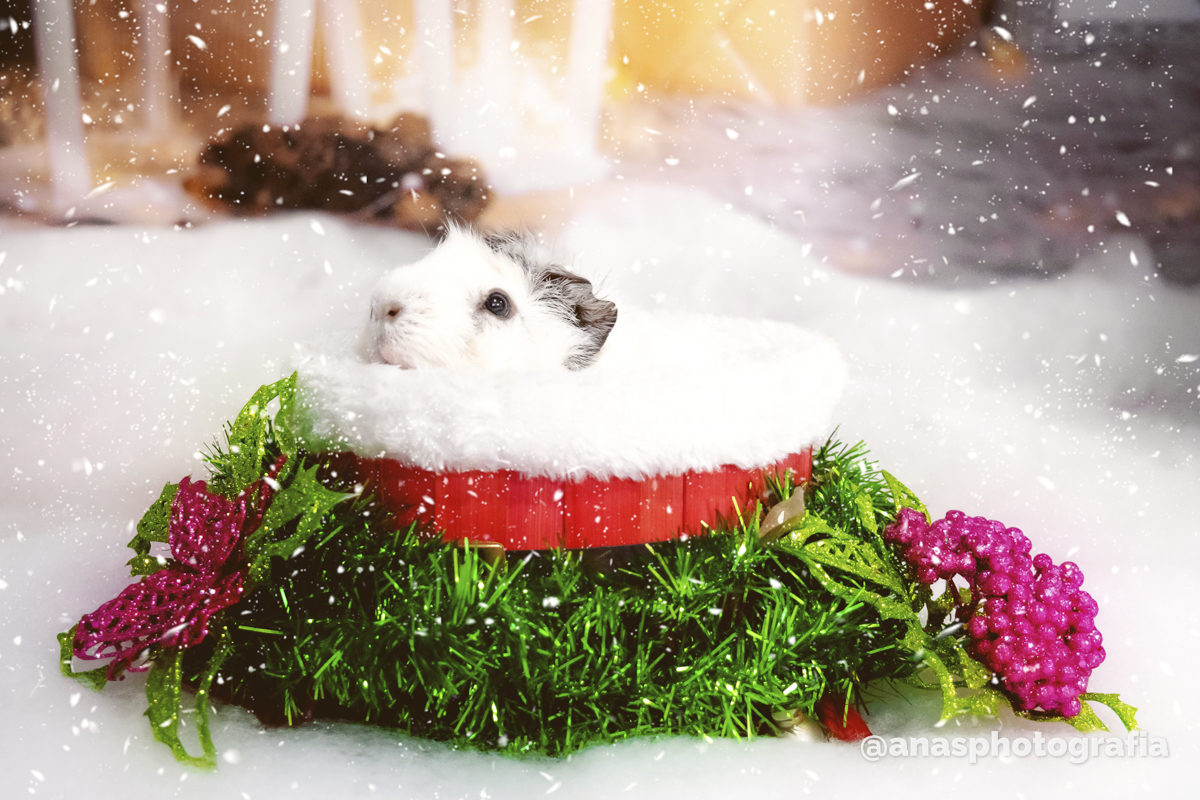 Ensaio de Natal no Estúdio - Cascadura, Rio de Janeiro | Ensaio em Família | Fotógrafo de Natal | Fotografia de Natal | Fotógrafo Natalino - Rio de Janeiro
