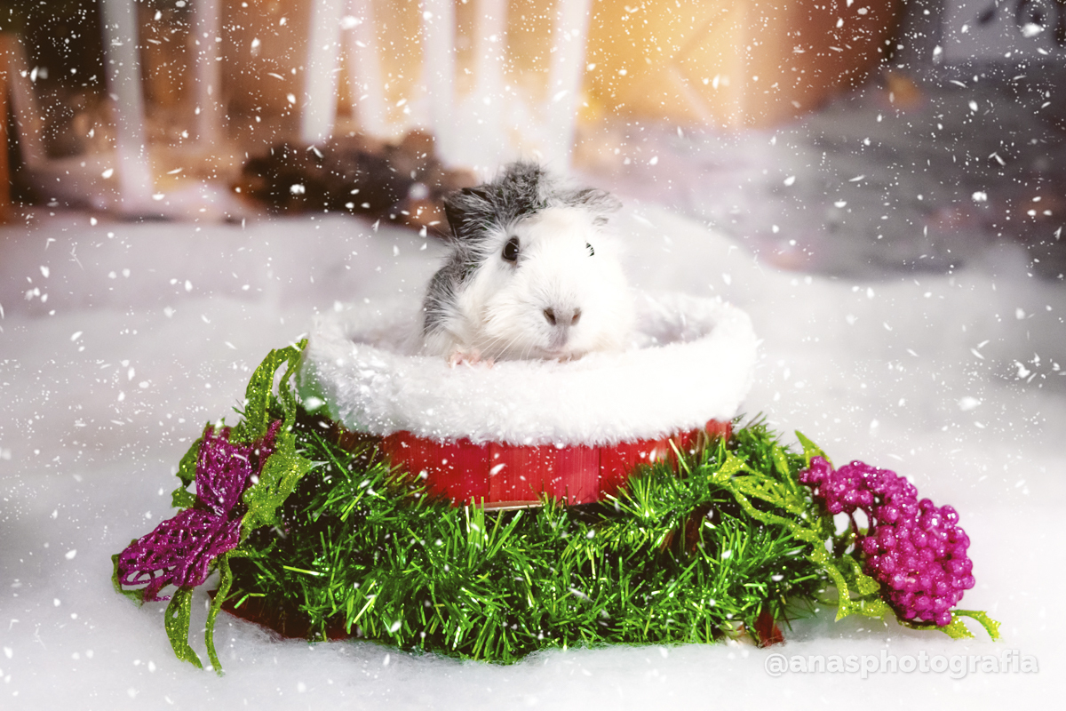 Ensaio de Natal no Estúdio - Cascadura, Rio de Janeiro | Ensaio em Família | Fotógrafo de Natal | Fotografia de Natal | Fotógrafo Natalino - Rio de Janeiro